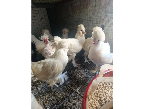 3 aylık 3,5 aylık civarında osmanlı sultan yavruları