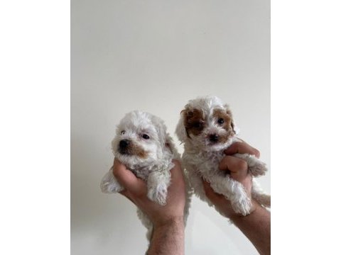 Maltipoo yavrularıma yuva arıyorum