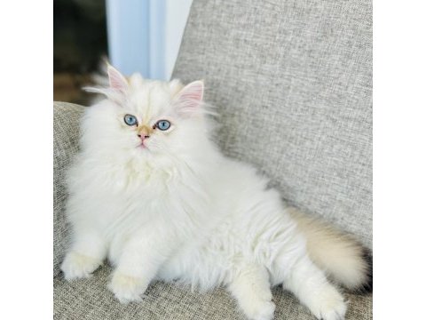 Saf kanlı british longhair erkek kedimiz