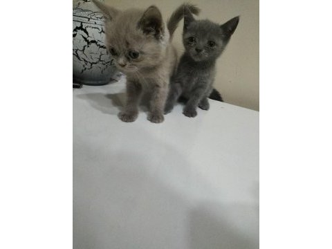 Cok uyguna maviş gözlü british shorthair yavru