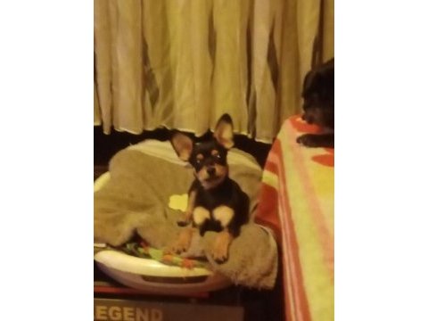 Minyatür pinscher köpeği 2 aylık