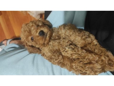 Poodle kızımın çocukları yeni yuvalarini ariyor