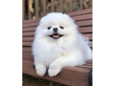 Pomeranian bebekler için arayabilirsiniz