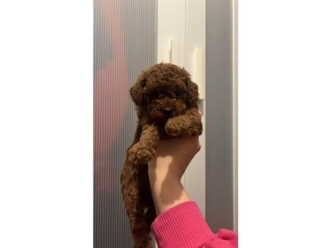 Ev doğumu toy poodle yavrularımız 2 aylık