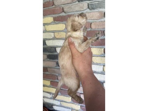 Minik maltipoo yavrularımız yeni yuvalarını bekliyor