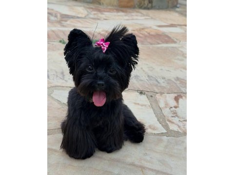 Black yorkshire terrier