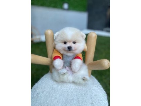 Tüy yumağı pomeranian bebeğimiz tako