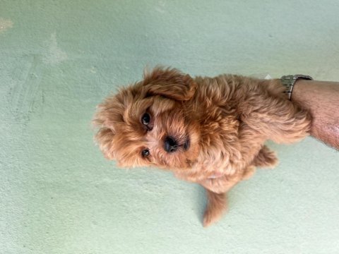 Maltipoo a kaliye yavrular tüm illere gönderim