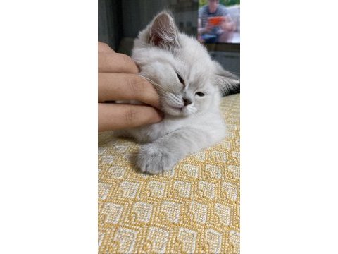 British shorthair