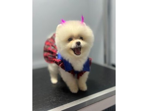 Pomeranıan boo ayı surat