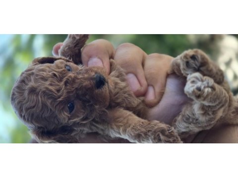 Teacup poodle aileden sahiplendirilecek baba kore
