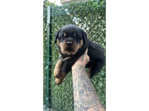 A kalite rottweiler yavrular