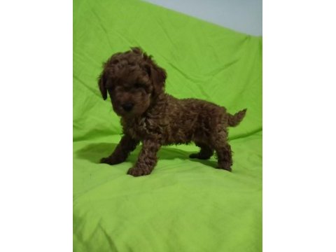 Toy poodle yavrularımız