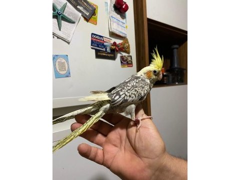 4 aylık sultan papağanı