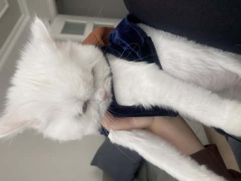 Chinchilla 11 aylık kedimiz