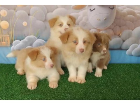 Birbirinden güzel border collie yavrular