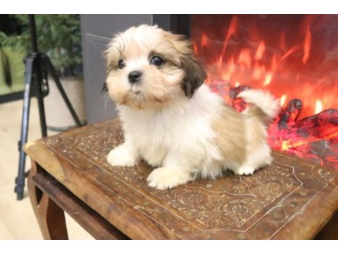Safkan shih tzu yavruları sahiplendirme aşılı