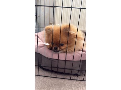 6 aylık pomeranian
