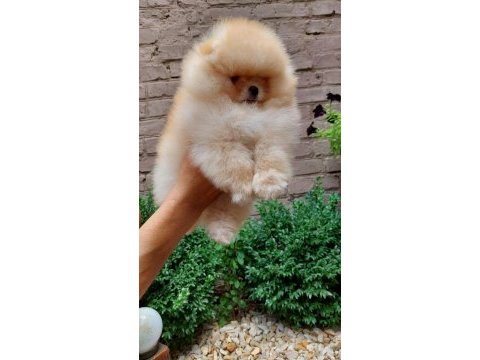 Kim pomeranian teddy bear istemez ki