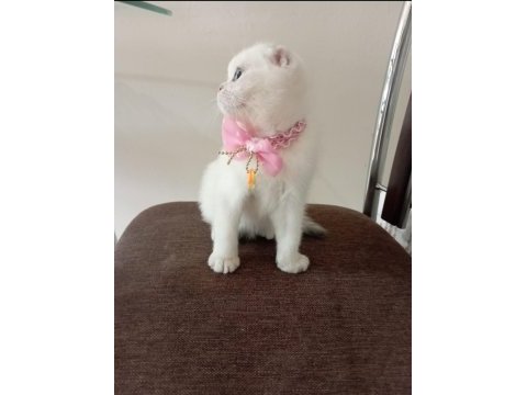 Dişi scottish fold yavrumuza yuva uyguna