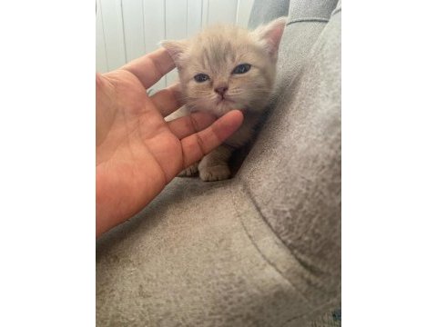 Top kafa scottish fold ve silver british shorthair
