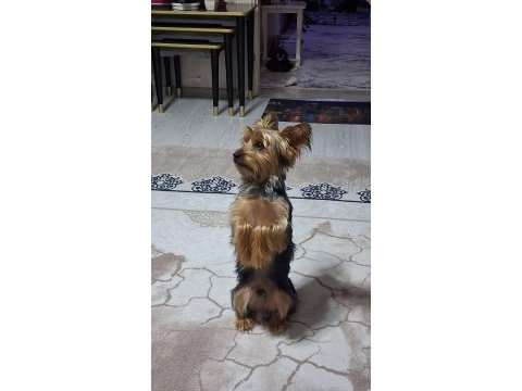 Yakışıklı erkek yorkshire terrier