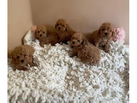 Toy poodle yavrularımız