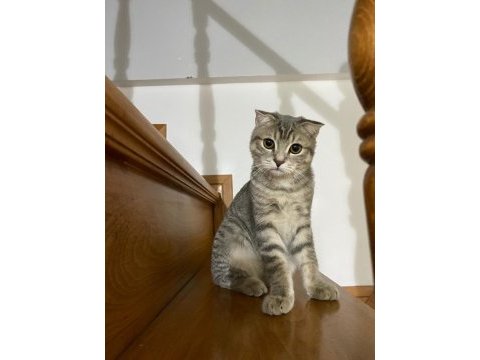 5 aylık dişi scottish fold aileler için sahiplendirme