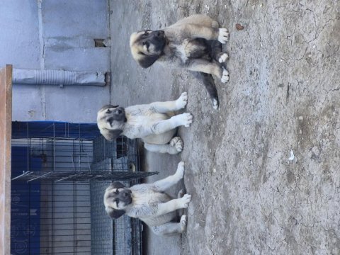 Kangal yavruları