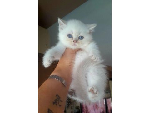 Muhteşem british shorthair mavi göz golden point