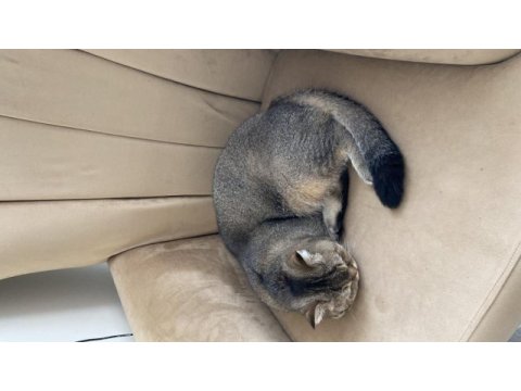 Yakışıklı golden british shorthair
