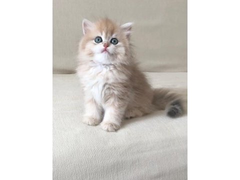 Show kalite safkan british longhair shorthair