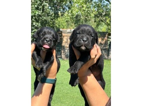 Cane corso yavrularımız çiftliğimızden