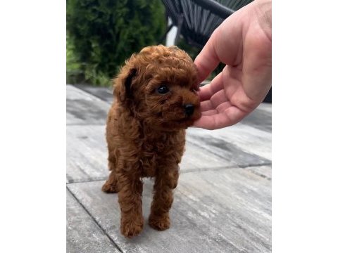 Toy poodle köpeği yavrular