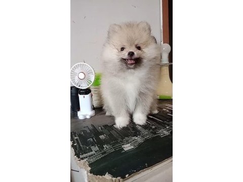 Pomeranian baby face