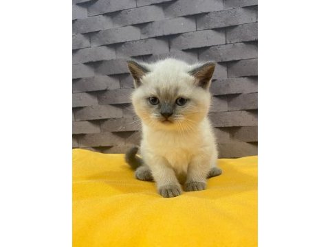 Safkan blue point scottish kediler
