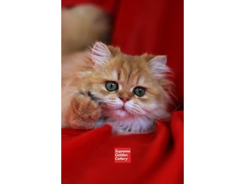 Saf-kan british longhair blh by11(cy)