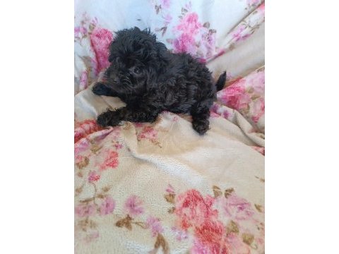 Dişi maltipoo