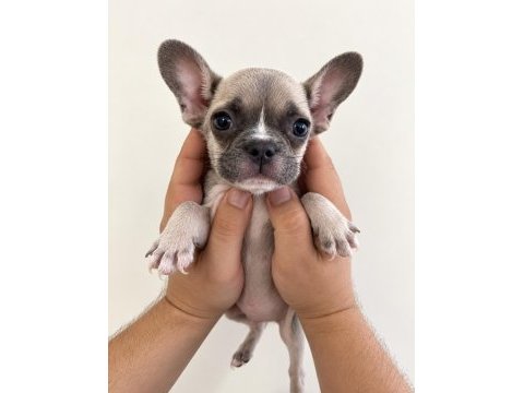 French bulldog yavrular