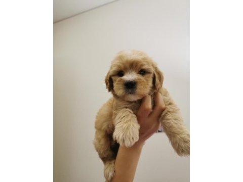 Maltipoo adrese teslim, kapıda ödeme yapabilirsiniz