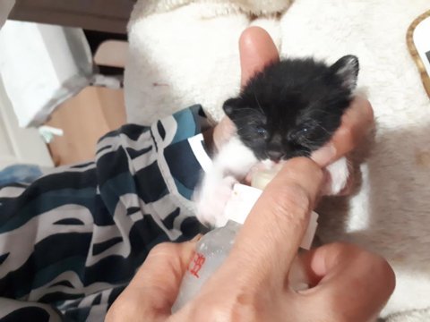 Yavru kedinin süt anneye ihtiyacı var tekir