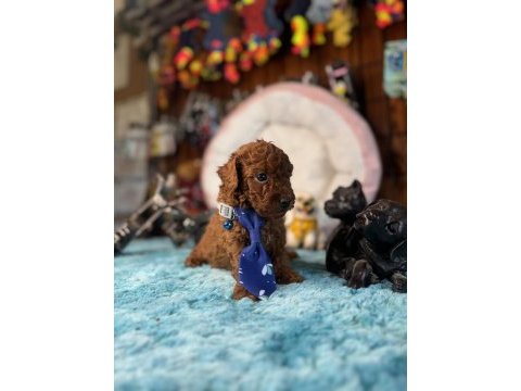 Minicik toy poodle bebekler