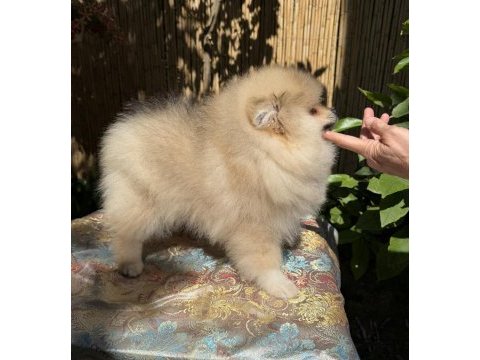 Saf kan pomeranian boo erkek