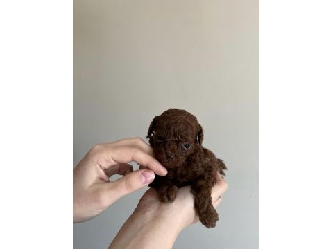 En kaliteli poodle yavrular