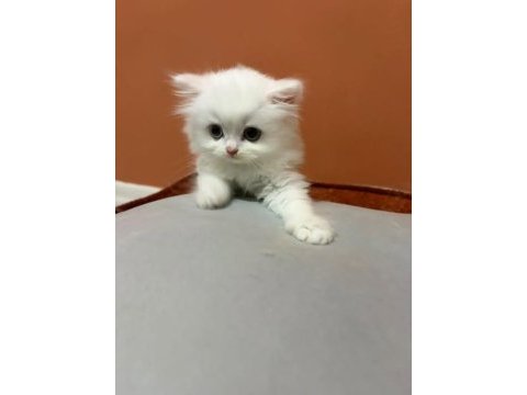 Şecereli baba british longhair point yavrumuz