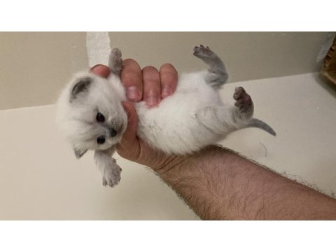 Muhteşem british shorthair yavrularımız
