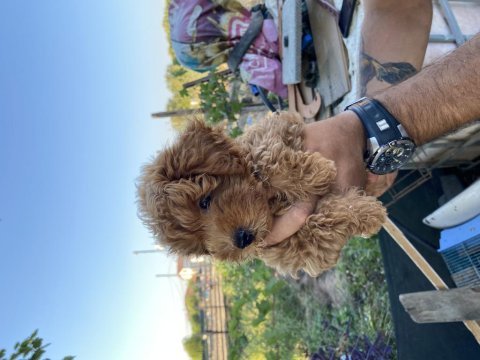 Toy poodle yavrumuz yuva arıyor