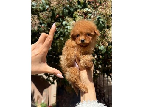 Teacup dişi kore poodle mersin susanoğlu