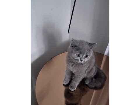 2.5 aylık erkek british shorthair