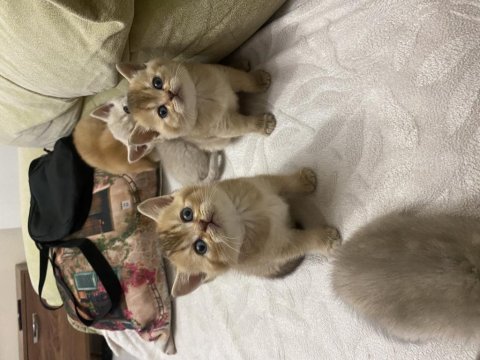 Golden british shorthair bebekler